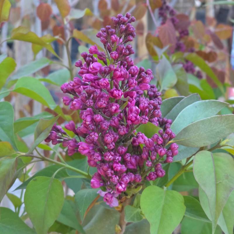 Lilas commun Prince Wolkonsky®, Syringa à fleurs Violette - feuillage Caduc - Pot de 4L - 60/100 cm-  hauteur à maturité De 2,50 m à 3,00 m - Imagen 10