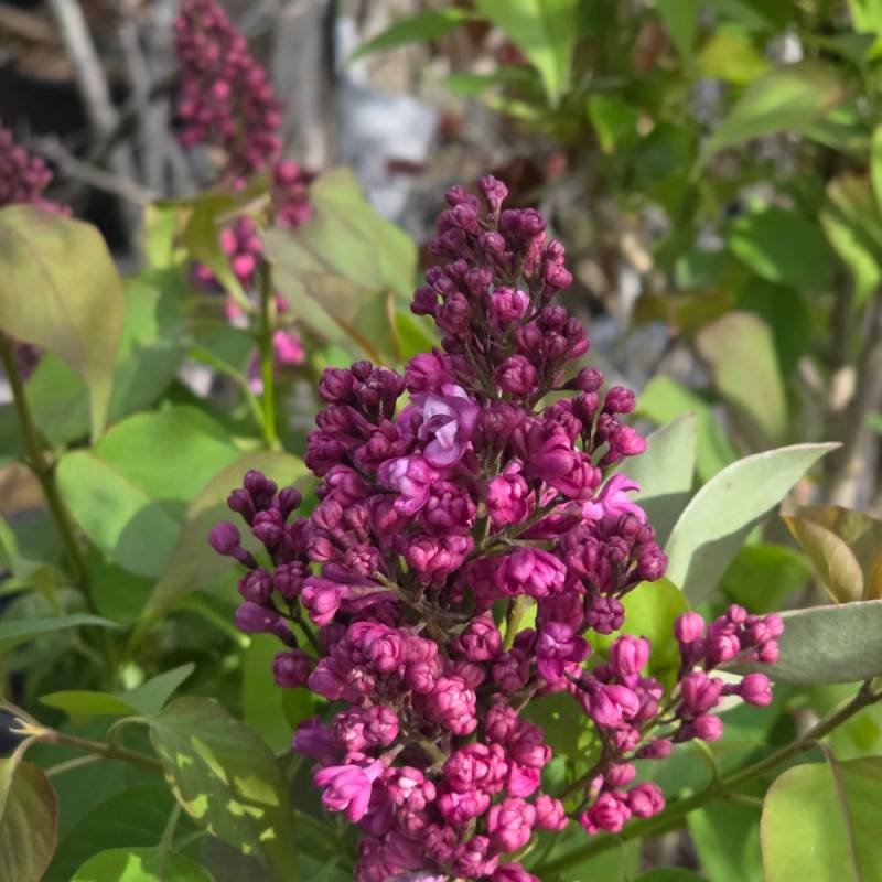 Lilas commun Prince Wolkonsky®, Syringa à fleurs Violette - feuillage Caduc - Pot de 4L - 60/100 cm-  hauteur à maturité De 2,50 m à 3,00 m - Imagen 7