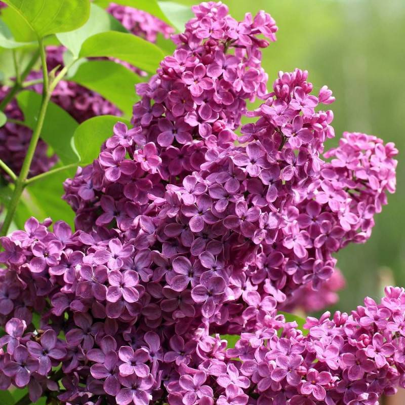 Lilas commun Prince Wolkonsky®, Syringa à fleurs Violette - feuillage Caduc - Pot de 4L - 60/100 cm-  hauteur à maturité De 2,50 m à 3,00 m - Imagen 3