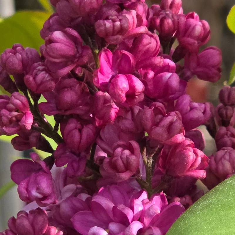 Lilas commun Prince Wolkonsky®, Syringa à fleurs Violette - feuillage Caduc - Pot de 4L - 60/100 cm-  hauteur à maturité De 2,50 m à 3,00 m - Imagen 8