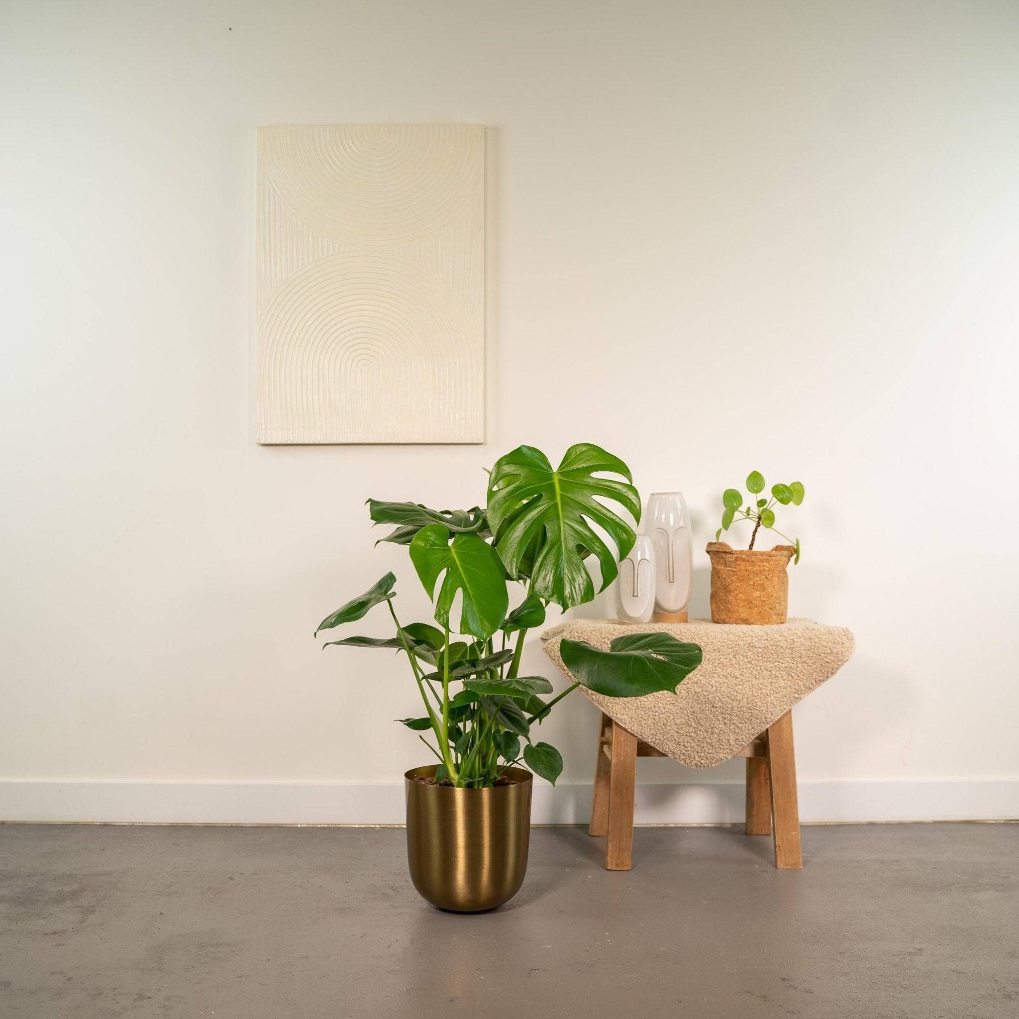 La Green Touch - Monstera Deliciosa et Son Cache - H80cm - Imagen 2