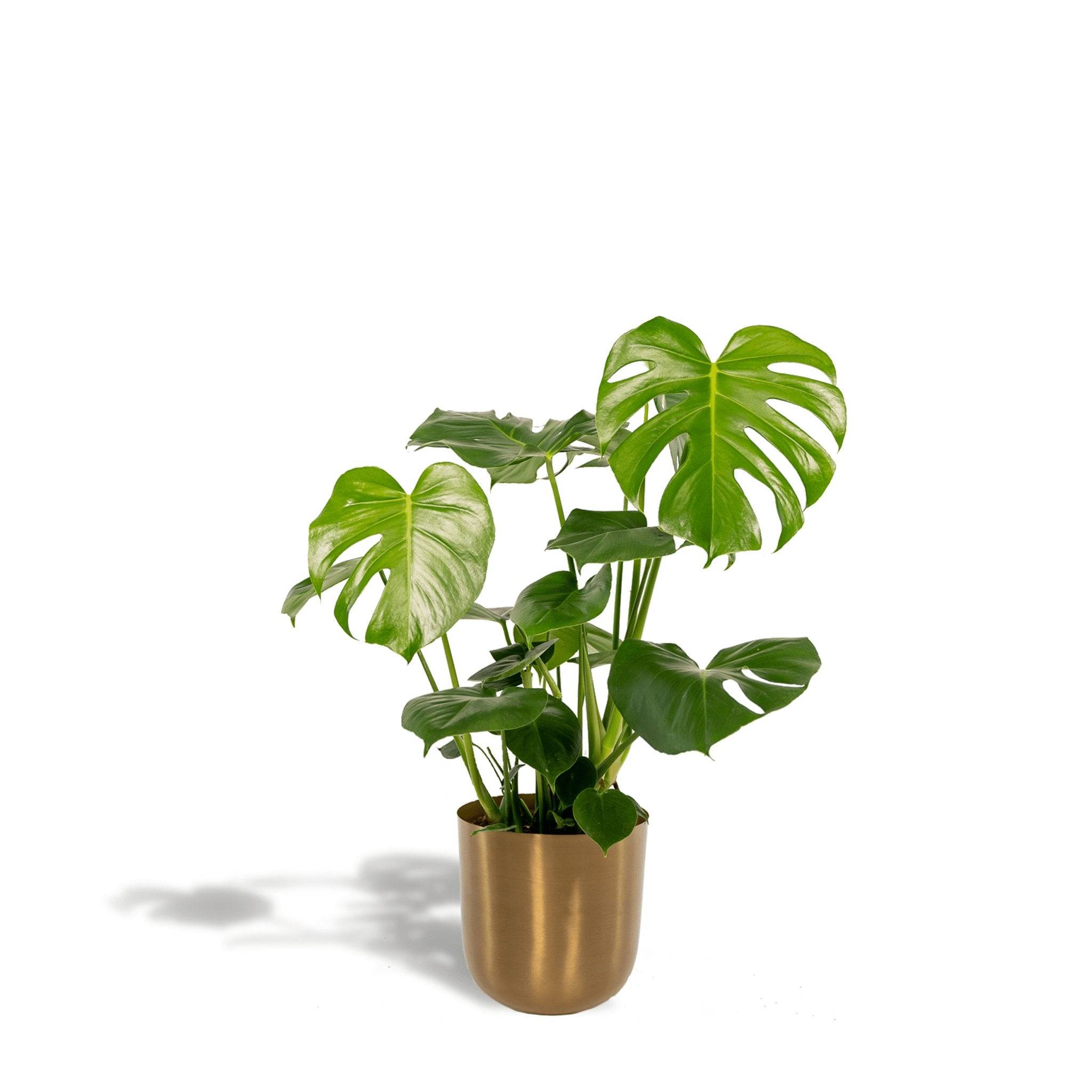 La Green Touch - Monstera Deliciosa et Son Cache - H80cm - Imagen 1