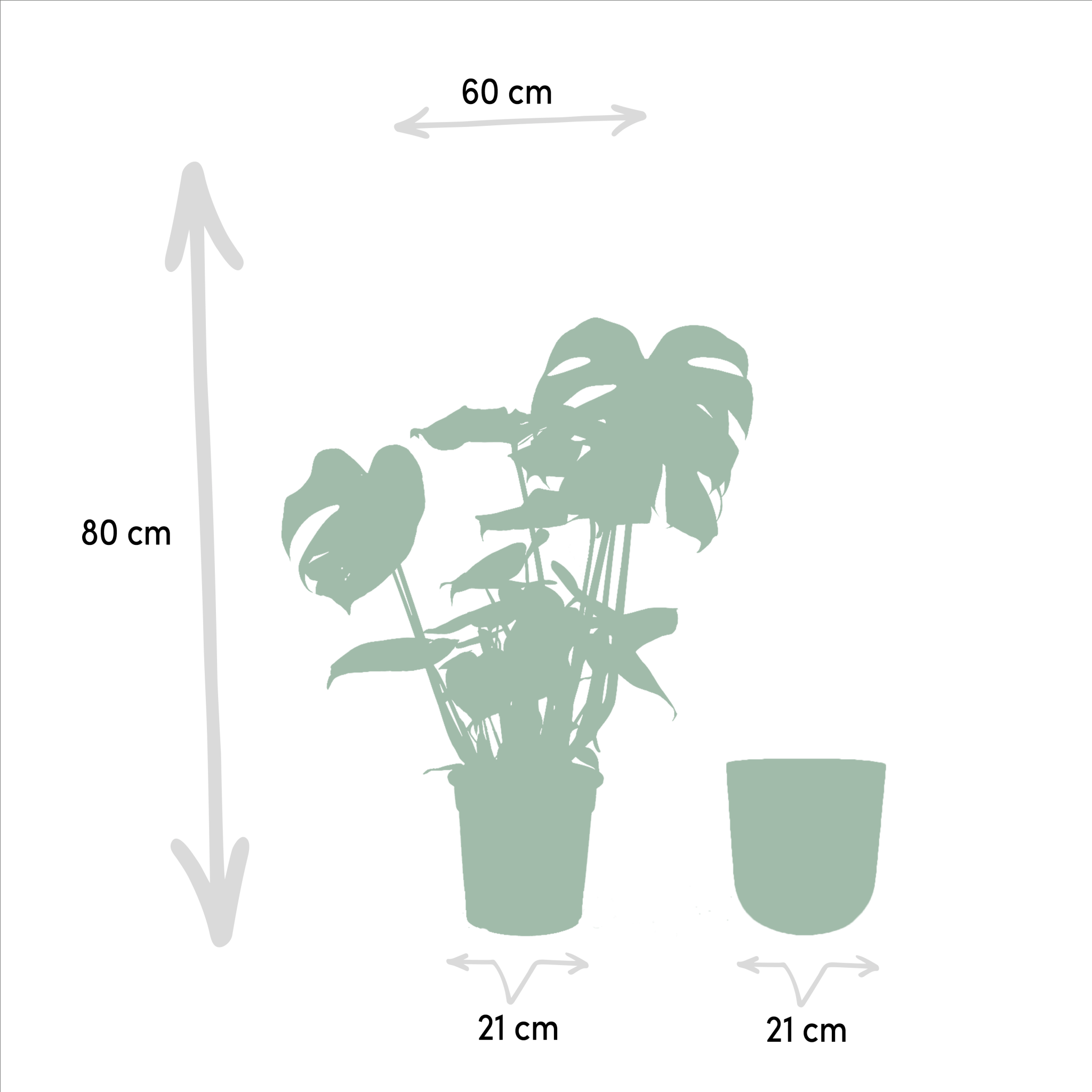 La Green Touch - Monstera Deliciosa et Son Cache - H80cm - Imagen 4