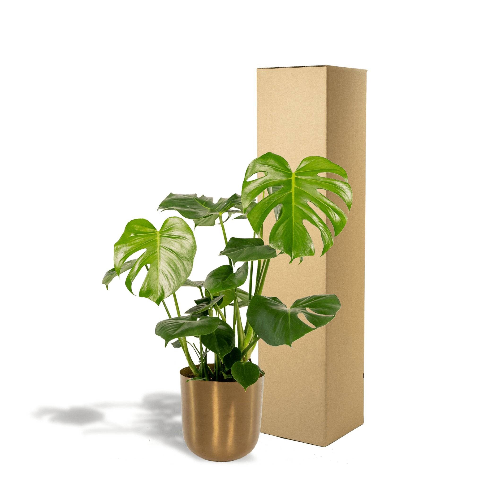 La Green Touch - Monstera Deliciosa et Son Cache - H80cm - Imagen 5