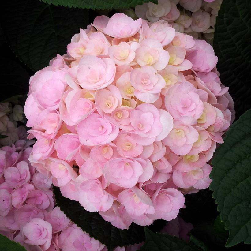 Promesse de Fleurs - Hortensia - Hydrangea macrophylla You and Me Love Godet de 8/9 cm