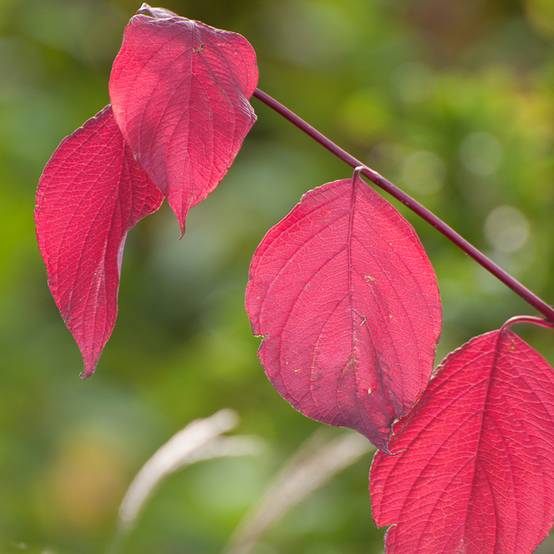 Cornus alba Sibirica - Cornouiller blanc de Sibérie Godet de 8/9 cm