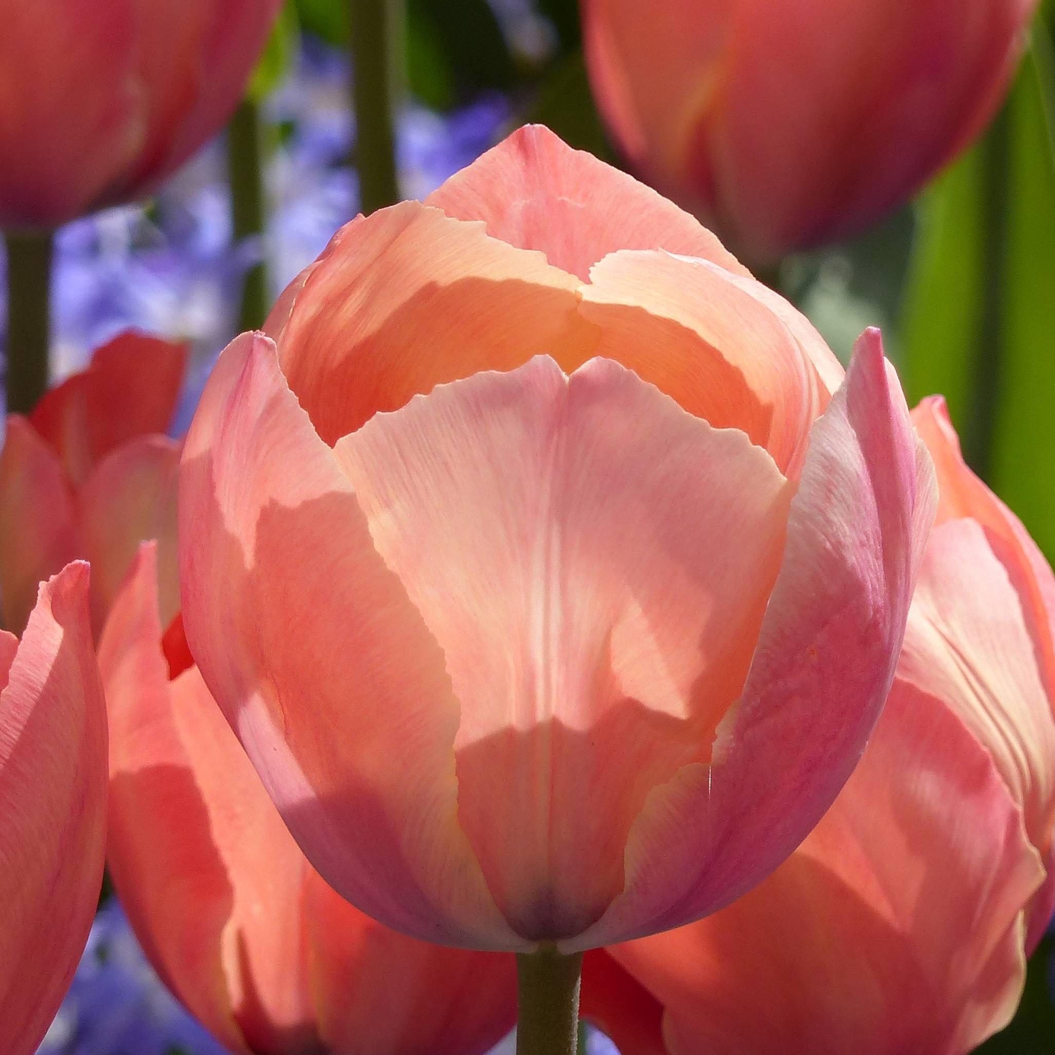 Promesse de Fleurs - Tulipe Darwin Mystic Van Eijk Bulbe calibre 12+ (par 10)