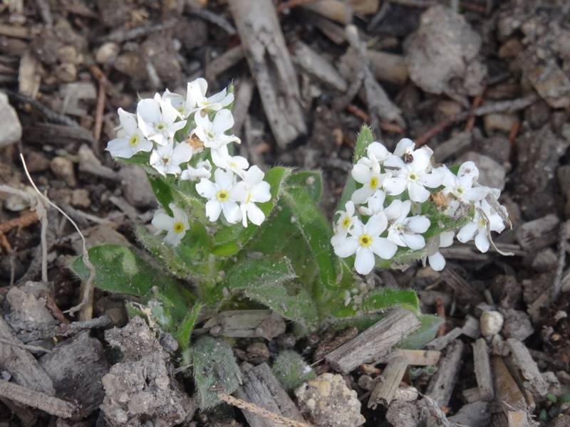 Promesse de Fleurs - Myosotis Snowsylva Mini-motte Mini-motte Ø 3/4 cm, Plant vert de 3 à 5 cm de haut environ (par 5)