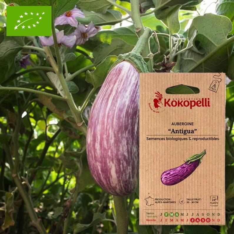 Association Kokopelli - Aubergine Antigua- Graines bio à semer - Image 1