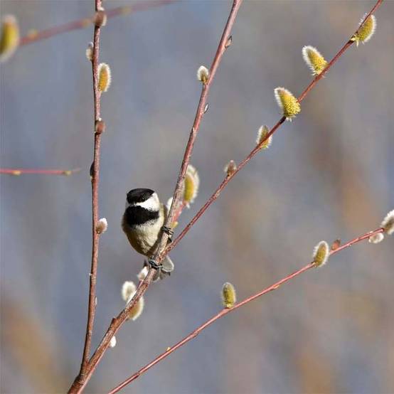 Promesse de Fleurs - Saule - Salix acutifolia Blue Streak Pot de 3L/4L - Image 1