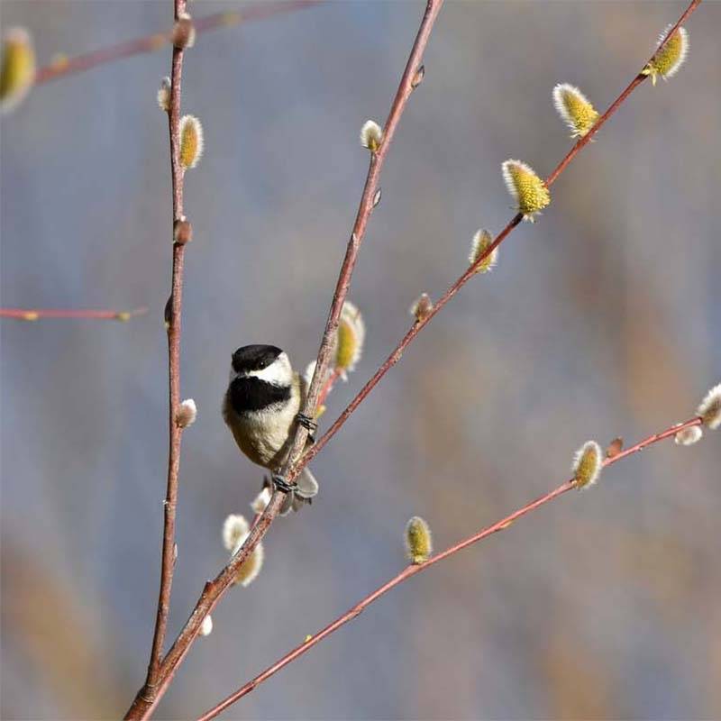 Promesse de Fleurs - Saule - Salix acutifolia Blue Streak Pot de 3L/4L - Image 1