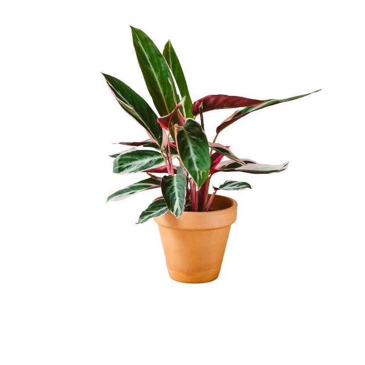 La Green Touch - Calathea Triostar M 18cm - Plante d'intérieur- La Green Touch