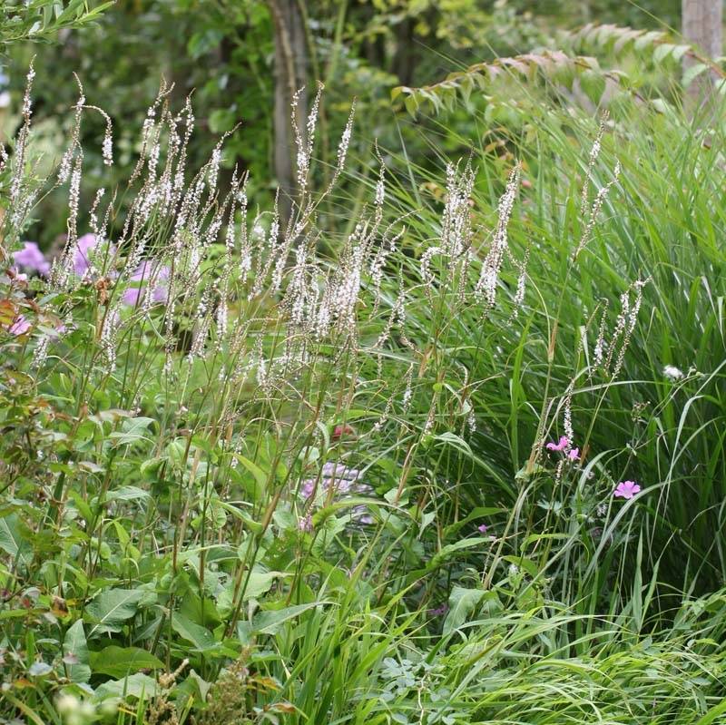 Promesse de Fleurs - Renouée - Persicaria amplexicaulis Alba Pot de 2L/3L