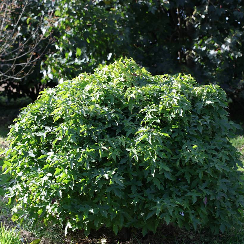 Promesse de Fleurs - Liquidambar styraciflua Gum Ball - Copalme d'Amérique Pot de 4L/5L