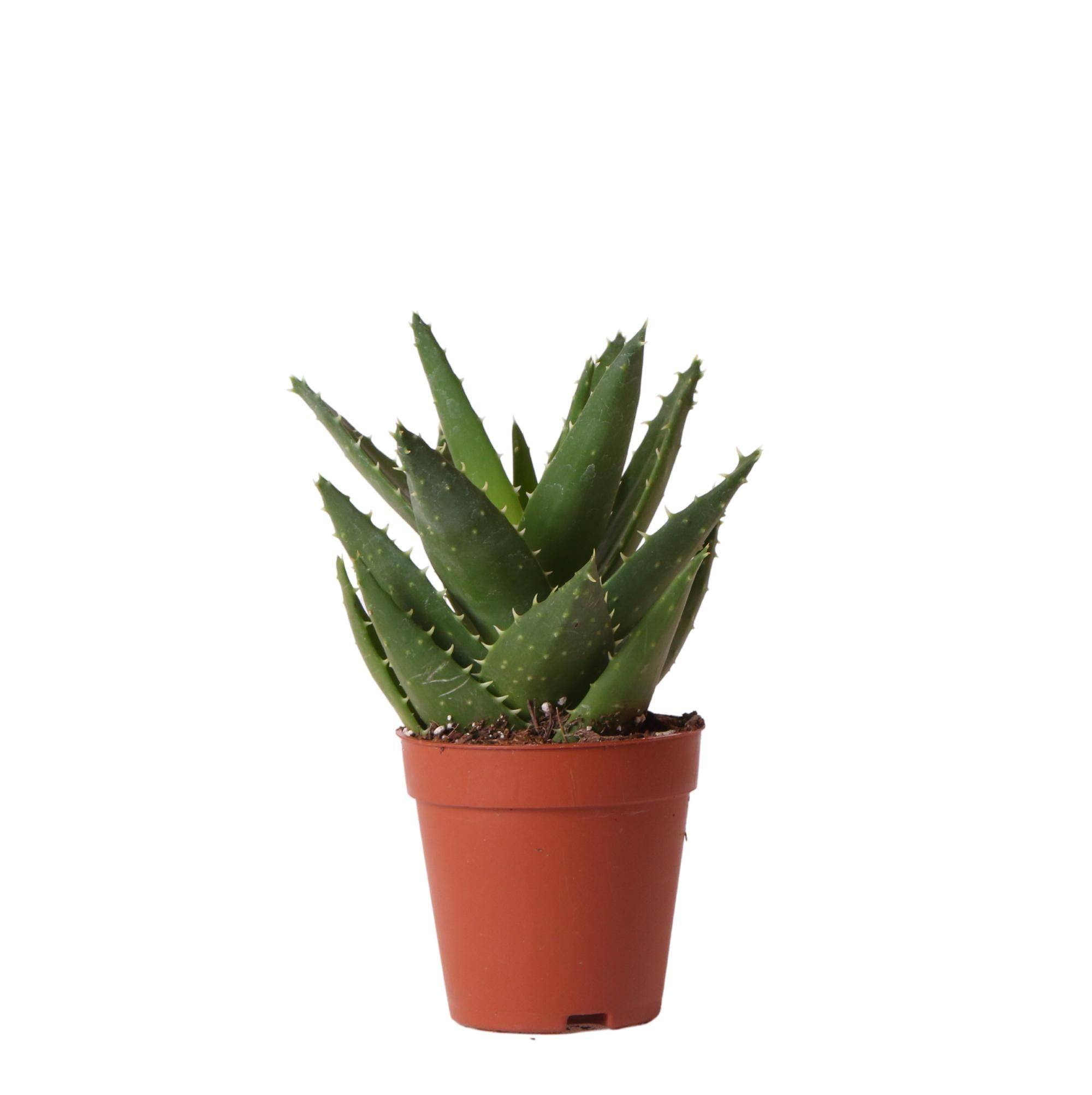 La Green Touch - Aloë Brevifolia h20cm - succulente- La Green Touch