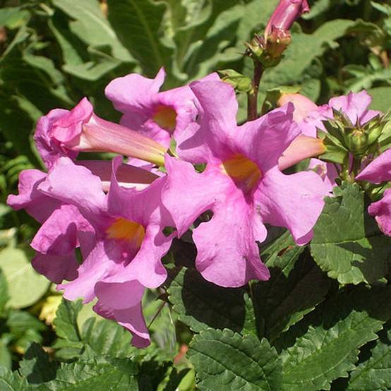 Graines d'Incarvillée de Delavay Deli Rose - Incarvillea delavayi le sachet de 50 graines environ (0,15g)