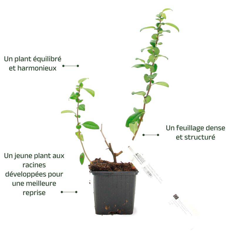 Cognassier du Japon 'Rubra' (Chaenomeles speciosa 'Rubra') - Godet - Taille 10/15cm - Pépinières Naudet - Imagen 3