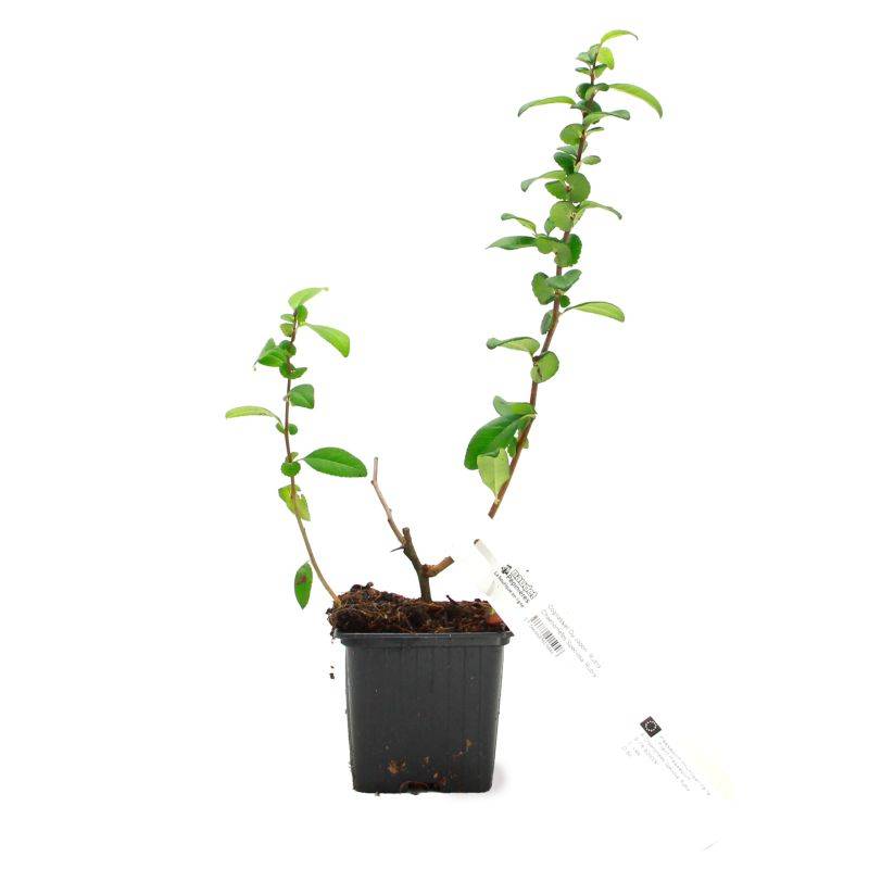 Cognassier du Japon 'Rubra' (Chaenomeles speciosa 'Rubra') - Godet - Taille 10/15cm - Pépinières Naudet - Imagen 2