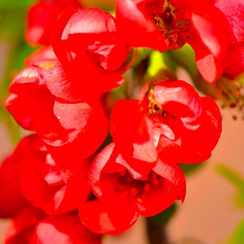 Cognassier du Japon 'Rubra' (Chaenomeles speciosa 'Rubra') - Godet - Taille 10/15cm - Pépinières Naudet - Imagen 1