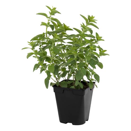 Plant de Origan (marjolaine) pot de 1litre - Image 1