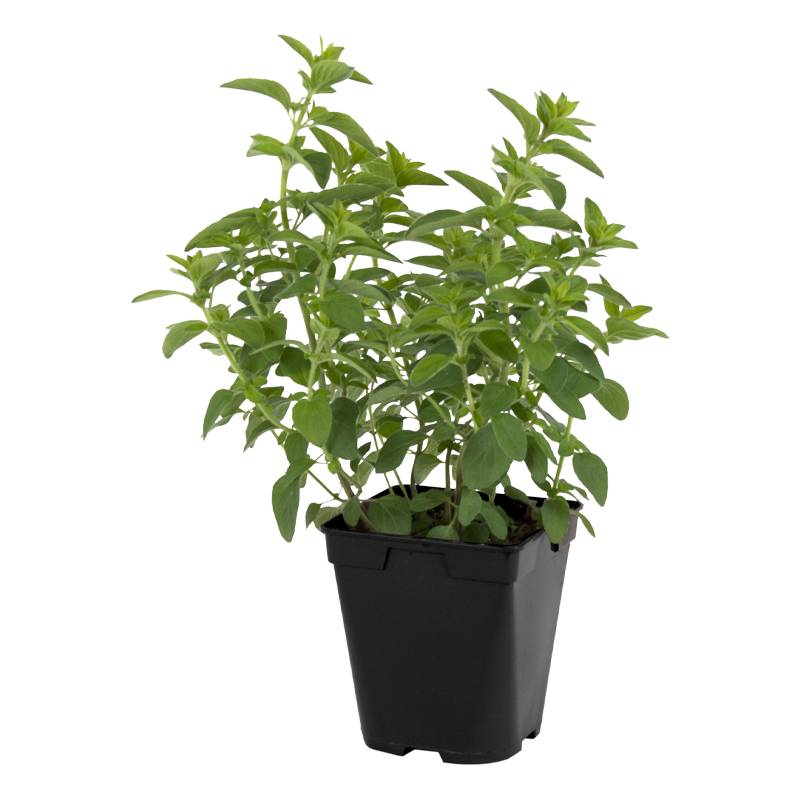 Plant de Origan (marjolaine)  pot de 1litre