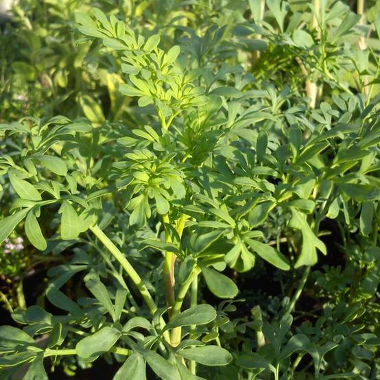 Rue officinale - Ruta graveolens Godet de 7/8 cm