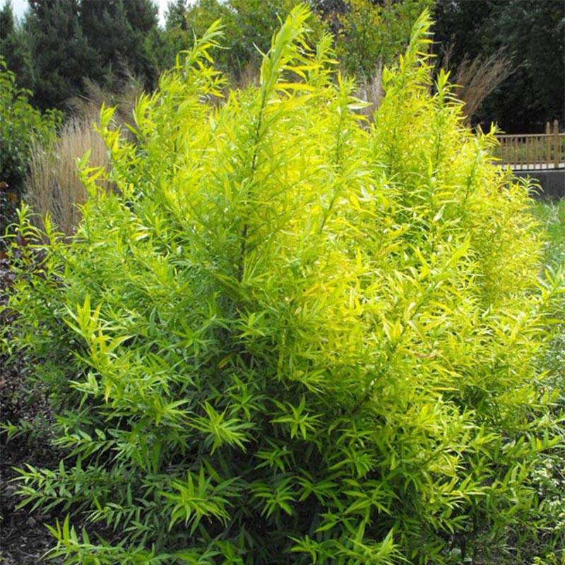 Saule doré -  Salix sachalinensis Golden Sunshine Pot de 4L/5L