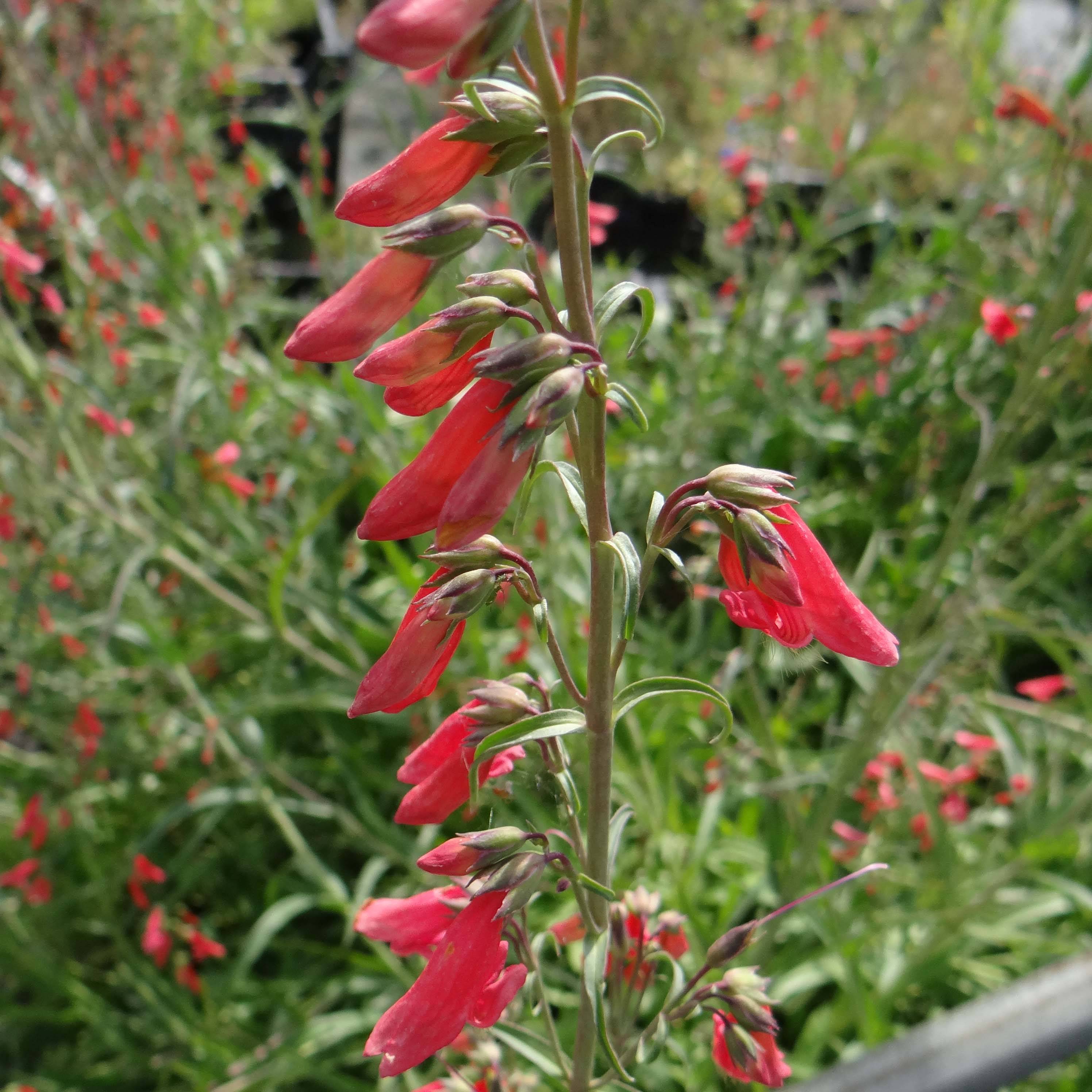 Penstemon barbatus Coccineus - Galane Godet de 8/9 cm