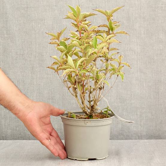 Weigela florida Suzanne Pot de 2L/3L - Image 2