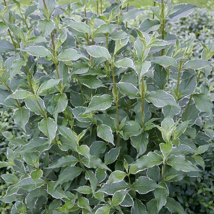 Weigela florida Suzanne Pot de 2L/3L - Image 1
