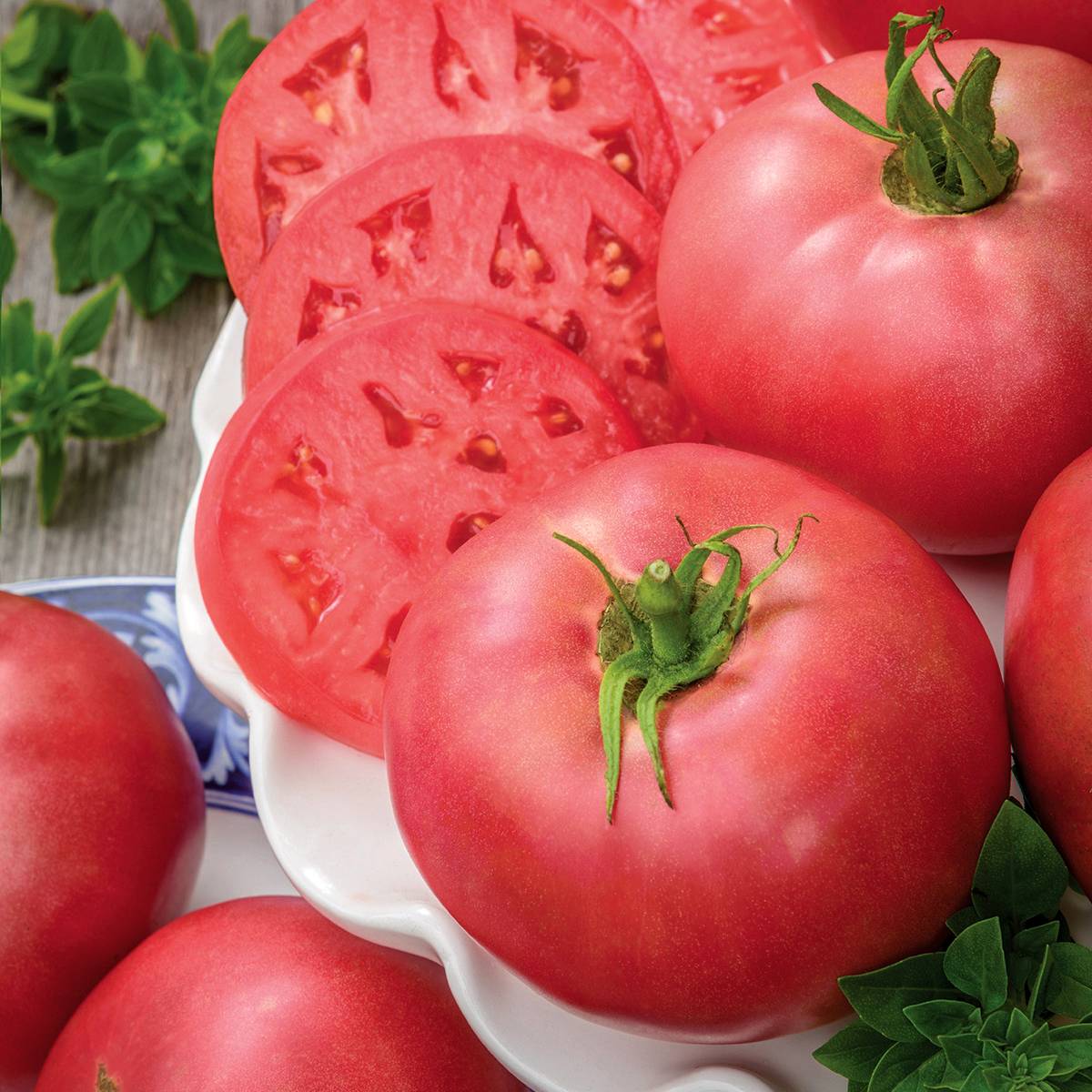 Tomate Rose Crush BIO Mini-motte Ø 3/4 cm (par 5)