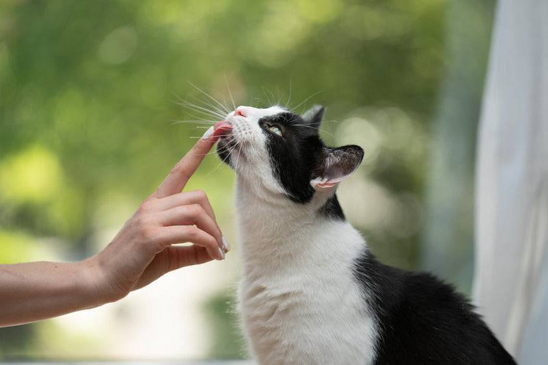 Marly & Dan - Friandises Sans Céréales "Boules de poils" pour Chat - Imagen 4