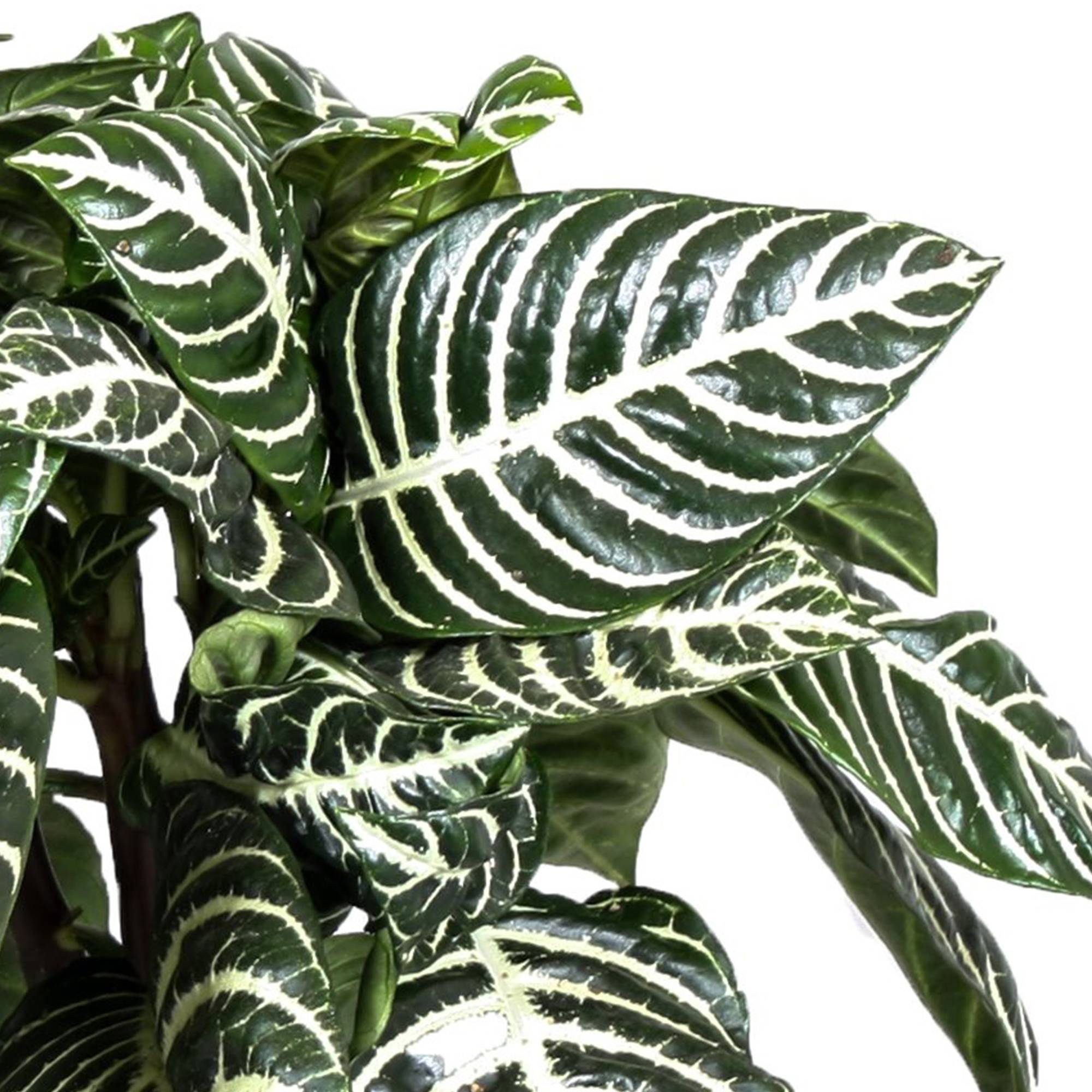 Gardenersdream - 1 Aphelandra Squarrosa Vert | Plante Zèbre D’Intérieur En Pot À Offrir (25-35 Cm En Pot) - GardenersDream - Imagen 3