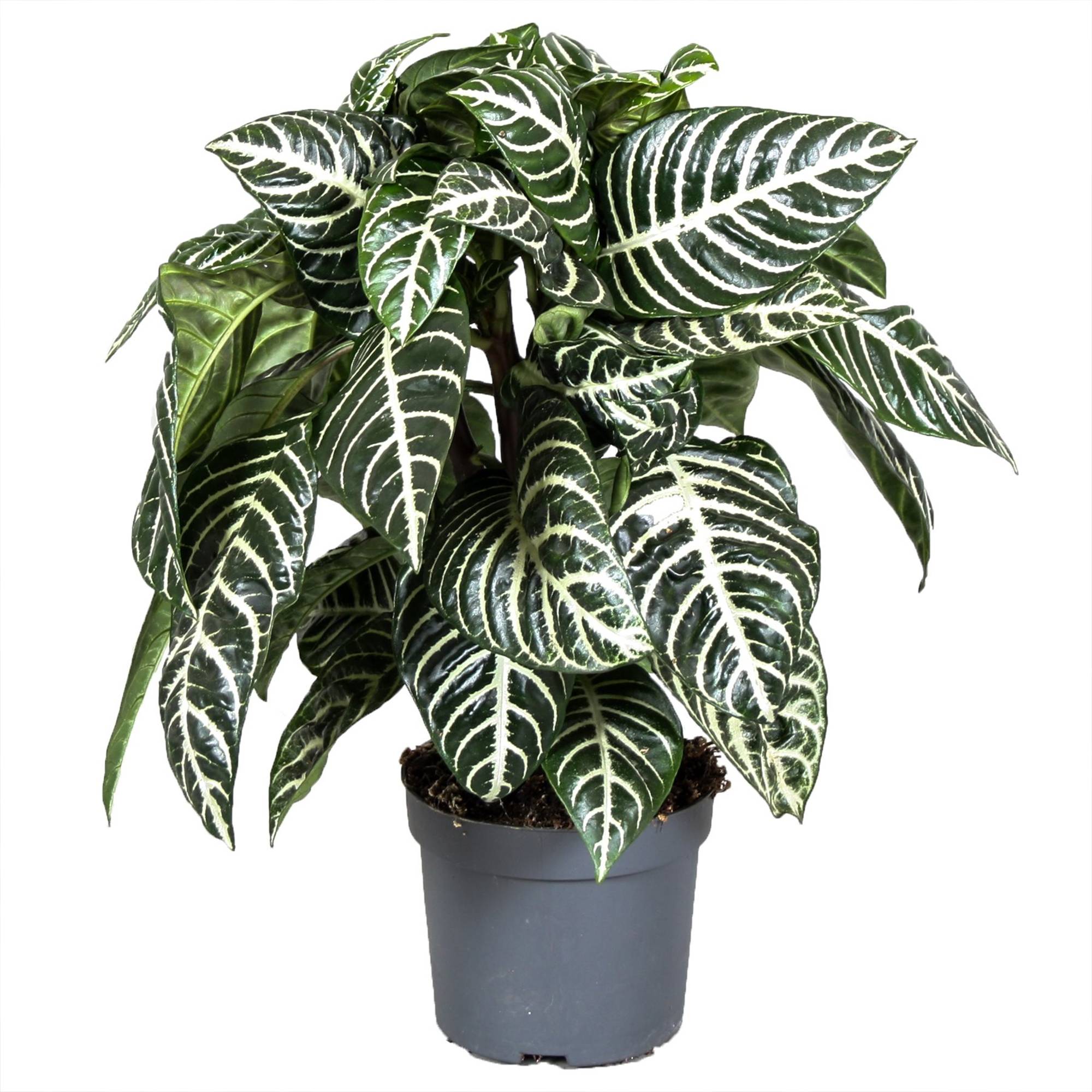 Gardenersdream - 1 Aphelandra Squarrosa Vert | Plante Zèbre D’Intérieur En Pot À Offrir (25-35 Cm En Pot) - GardenersDream - Imagen 2