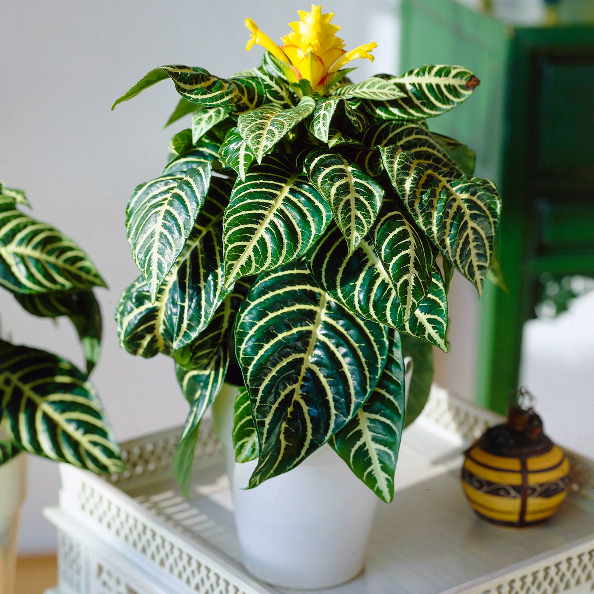 Gardenersdream - 1 Aphelandra Squarrosa Vert | Plante Zèbre D’Intérieur En Pot À Offrir (25-35 Cm En Pot) - GardenersDream - Imagen 1
