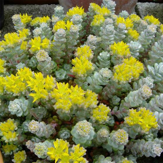 Sedum spathulifolium Cape Blanco - Orpin rampant Pot de 1,5L/2L