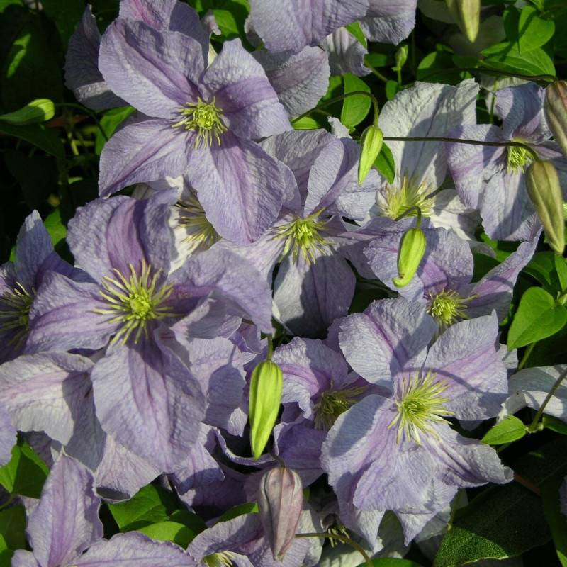 Clématite Blue Angel à fleurs Bleue - feuillage Caduc - Pot de 2L - Tuteur bambou 60/90 cm-  hauteur à maturité De 3,00 m à 5,00 m - Imagen 1