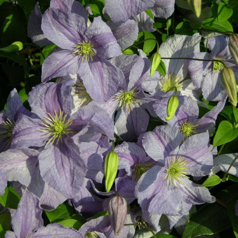 Clématite Blue Angel à fleurs Bleue - feuillage Caduc - Pot de 2L - Tuteur bambou 60/90 cm-  hauteur à maturité De 3,00 m à 5,00 m - Imagen 5