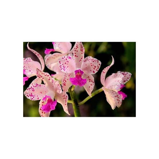 Secret Vert - Terreau pour Orchidées UAB - Secret Vert - 6L - Image 3