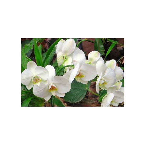 Secret Vert - Terreau pour Orchidées UAB - Secret Vert - 6L - Image 2