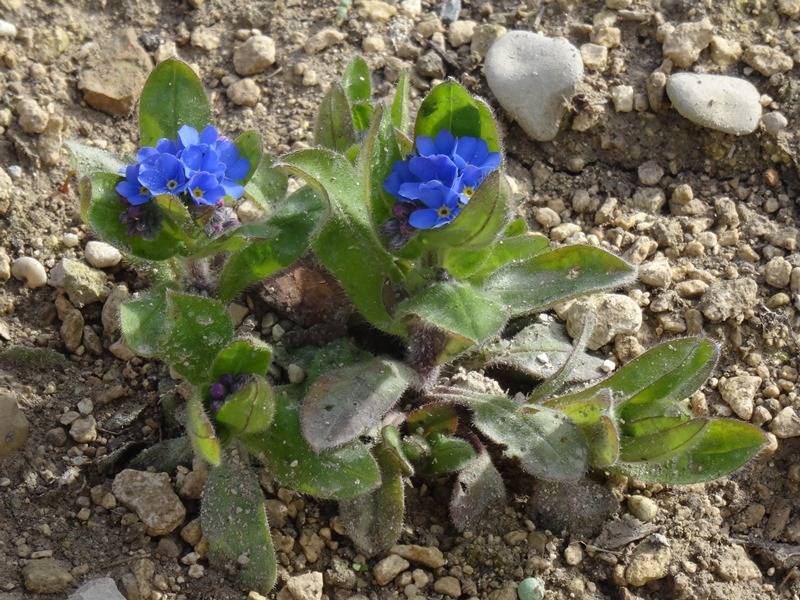 Promesse de Fleurs - Myosotis Blue Sylva Mini-motte Ø 1,5/2,5 cm, Plant vert de 3 à 5 cm de haut environ (par 5)