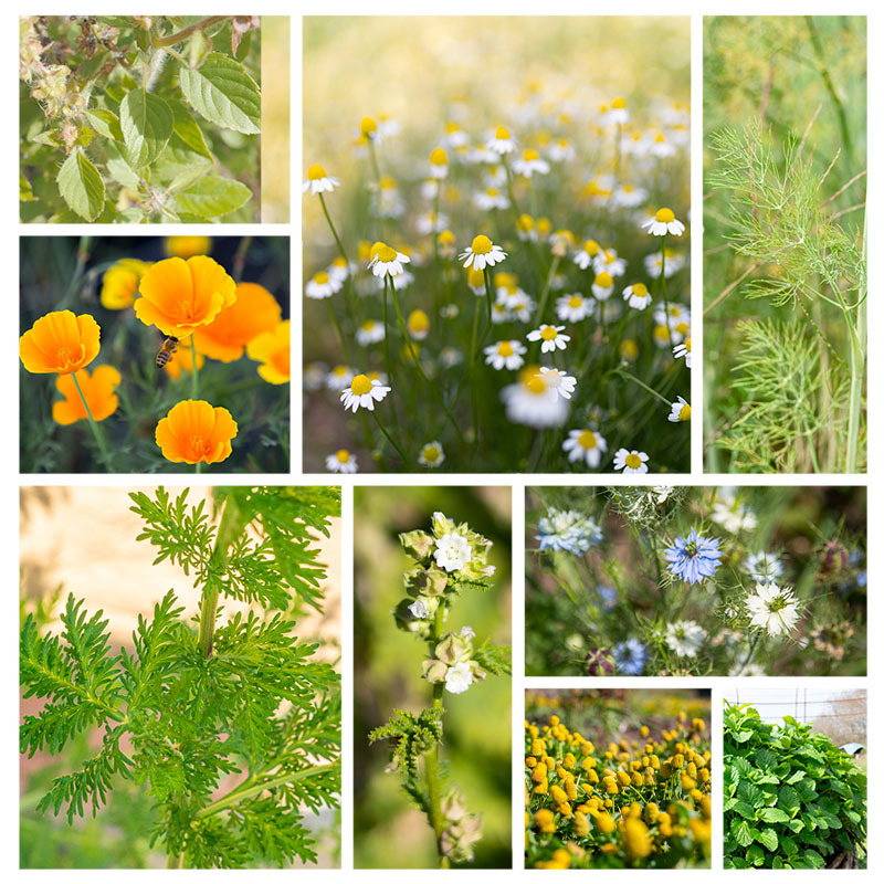 Assortiment de graines Plantes médicinales - Imagen 2