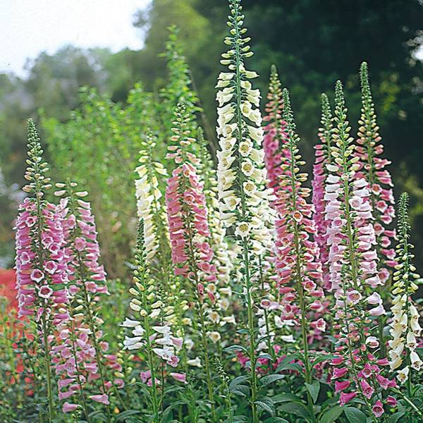 Promesse de Fleurs - Digitale purpurea - Gant de notre-dame Pot de 2L/3L
