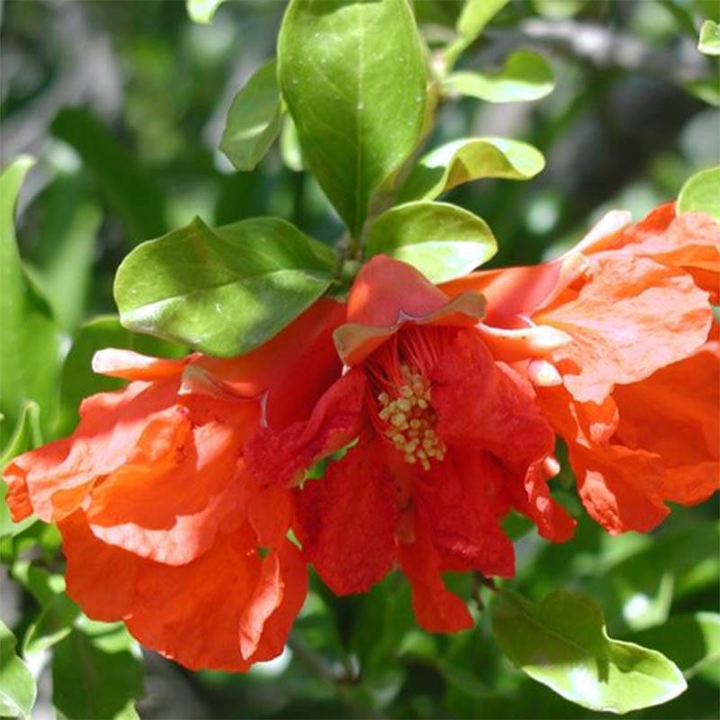 Promesse de Fleurs - Grenadier à fleurs - Punica granatum Maxima Rubra Pot de 2L/3L - Image 1