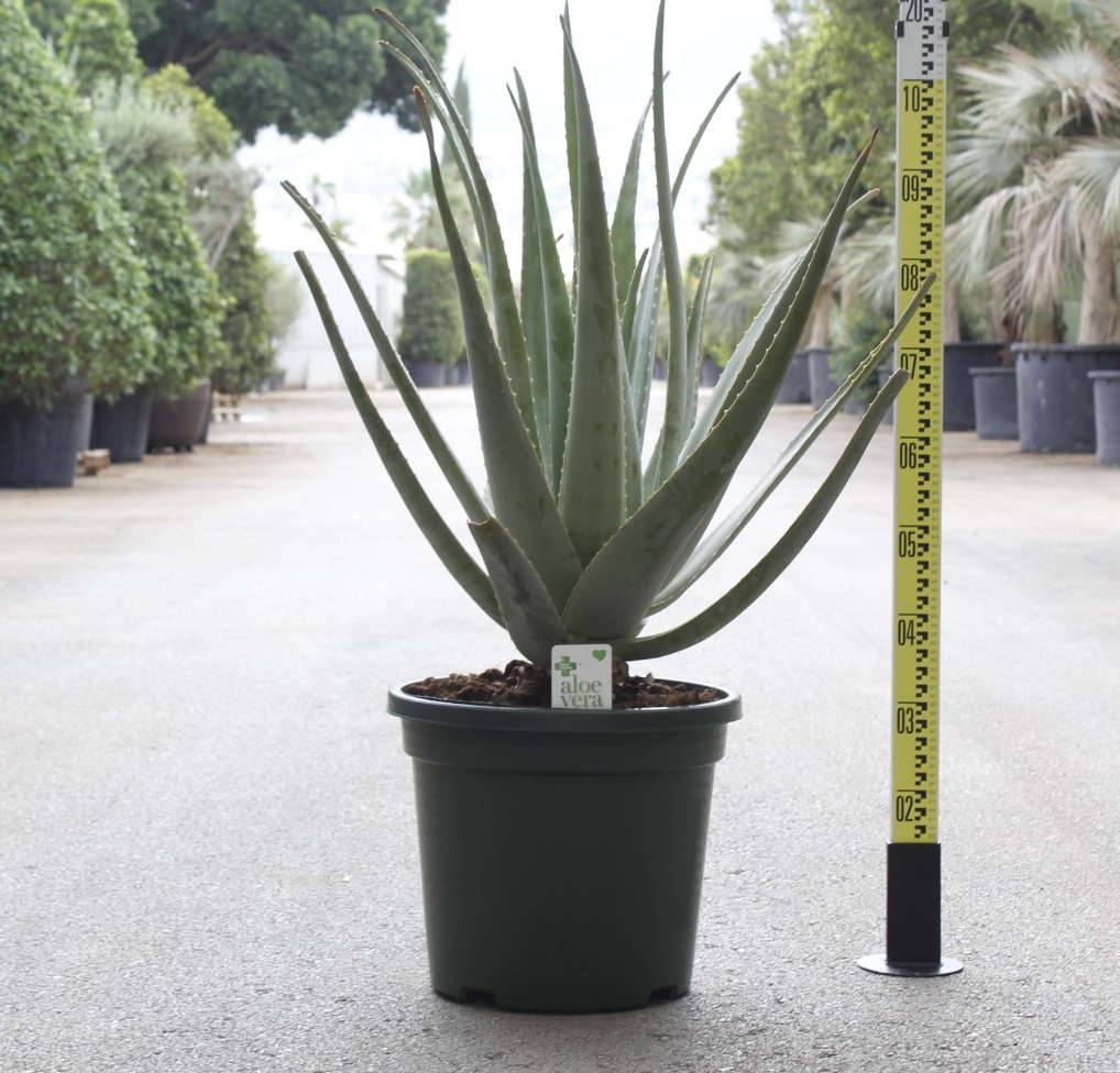 Sans Marque - Adenium obesum cv.Triple rouge  Caudex d'environ 2000g 25/30cm - Image 5