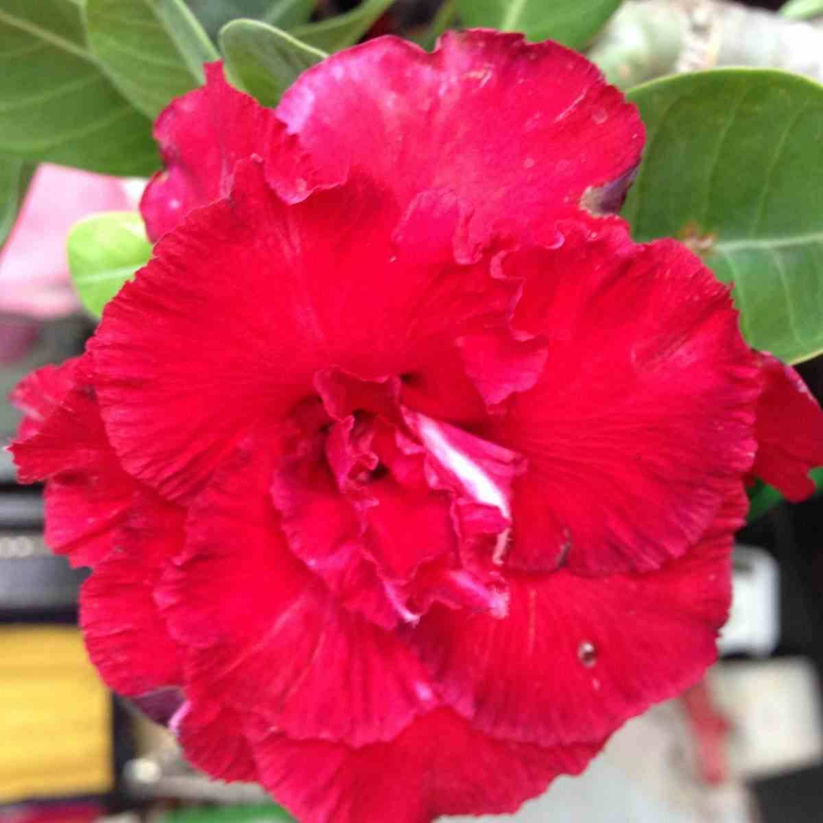 Sans Marque - Adenium obesum cv.Triple rouge  Caudex d'environ 2000g 25/30cm - Image 1