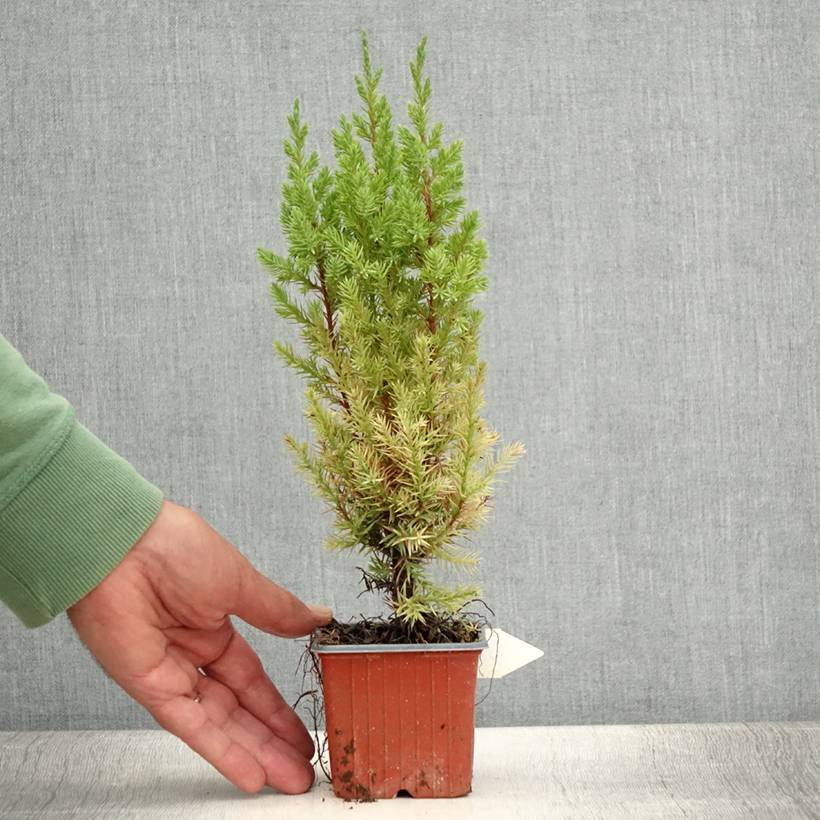 Promesse de Fleurs - Genévrier de Chine - Juniperus chinensis Stricta Godet de 8/9 cm - Image 2