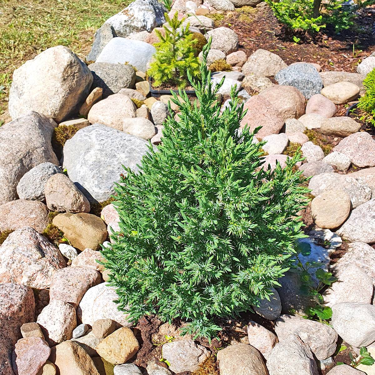 Promesse de Fleurs - Genévrier de Chine - Juniperus chinensis Stricta Godet de 8/9 cm - Image 1
