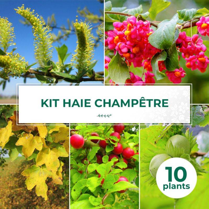 Haie Champêtre - 10 arbustes -  - Pépinières Naudet - Imagen 1