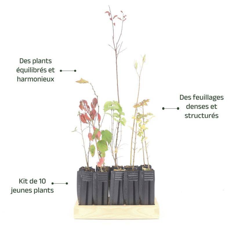 Haie Champêtre - 10 arbustes -  - Pépinières Naudet - Imagen 4